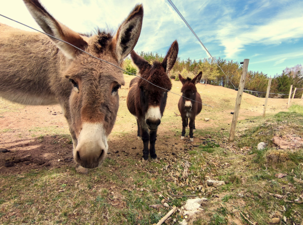 Three donkeys looking into the camera
