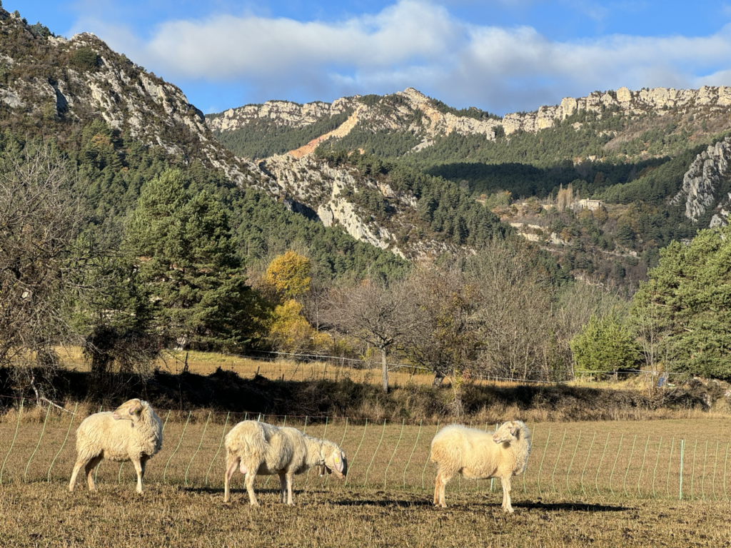 Living Rurally: Our Journey in a Masia in the Catalan Pyrenees
