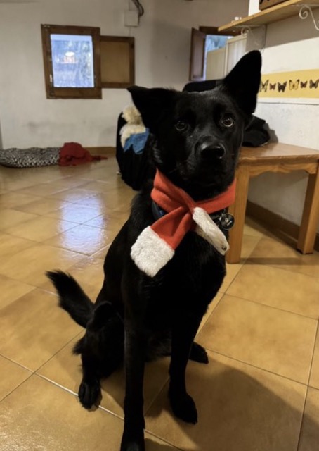 Dog wearing christmas scarf